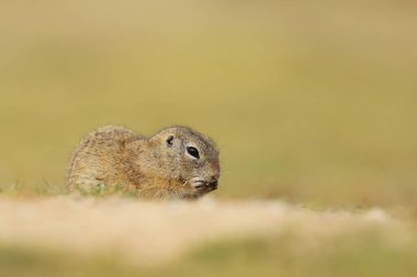 Avrupa yer sincabı, Spermophilus citellus, tohum yiyor ve yaz öğleden sonra çimlerin üzerinde oturuyor, Çek Cumhuriyeti, Avrupa.