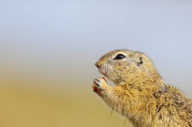 Ground Squirrel, Spermophilus citellus, yazın sonlarına doğru çimlerin üzerinde oturuyor, Çek Cumhuriyeti 'nin detaylı hayvan portresi, 