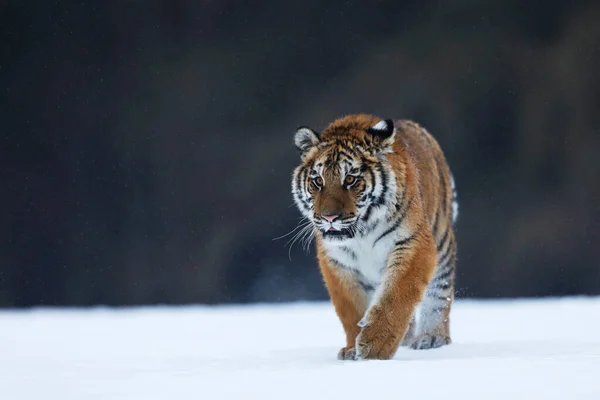 Siberische Tijger Lopen Sneeuw Mooi Dynamisch Krachtig Dier Typische Winterse Rechtenvrije Stockafbeeldingen