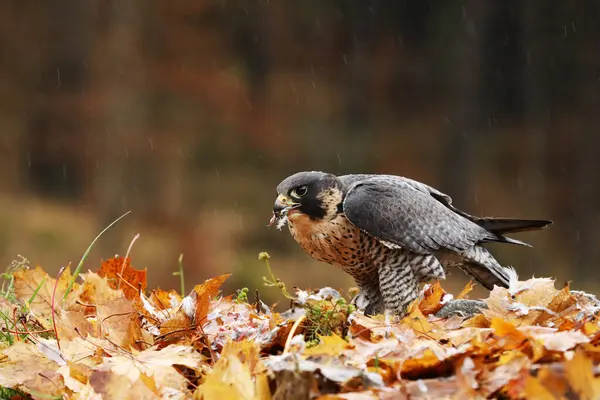 Bird Prey Peregrine Falcon Falco Peregrinus Prey Groung Orange Autumn — Stock Photo, Image