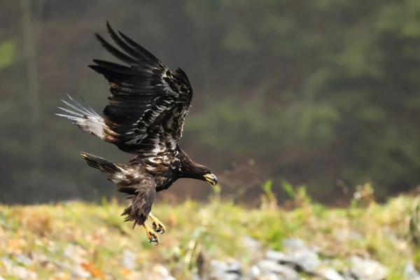 Aquila Mare Eurasiatica Cattura Pesci Nello Stagno Fine Estate Haliaeetus — Foto Stock