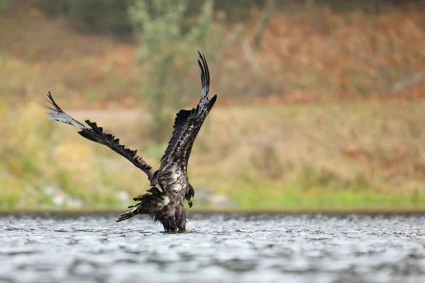 Der Seeadler Fängt Spätsommer Teich Beute Haliaeetus Albicilla — Stockfoto