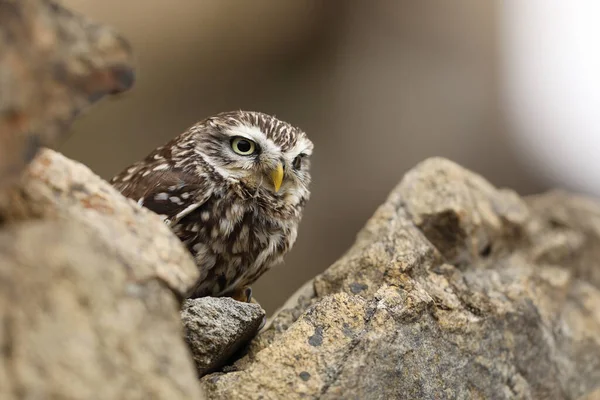 Piccolo Gufo Athene Noctua Uccello Nel Vecchio Habitat Urbano Muro — Foto Stock