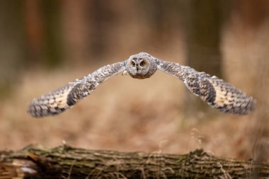 Baykuş uçuyor. Uzun kulaklı baykuş, Asio otus, sonbahar ormanlarında geniş kanatlarla uçuyor. Doğal ortamdaki yırtıcıları avlamak. Doğa, Çek Cumhuriyeti 'nden vahşi yaşam sahnesi