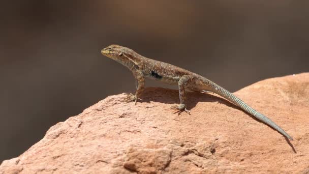 Side Blotched Lizard Standing Tall On Rock In The Desert Stock Video C Wes242