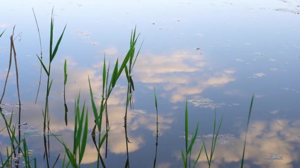 Reflectie van wolken in het water — Stockvideo