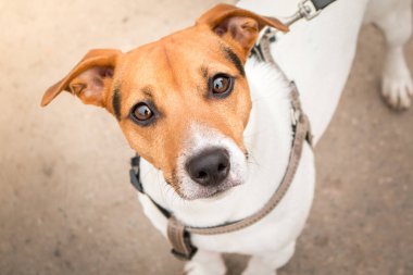 Jack Russell Terrier akıllı bakmak