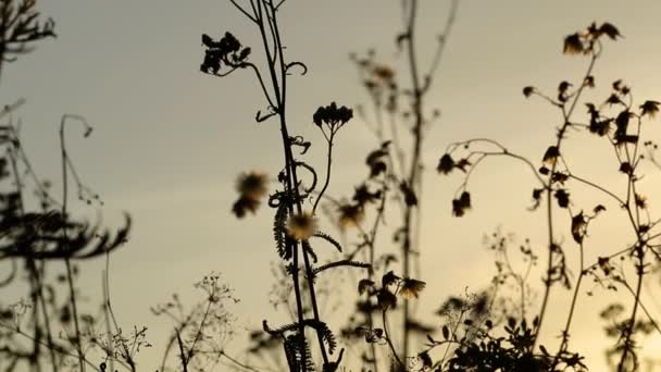 Sunset on a meadow — Stock Video