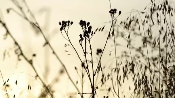 Sunset on a meadow — Stock Video