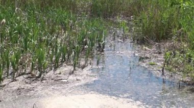 Çevre çevre kirliliği