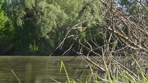 Arbre sec dans la rivière 