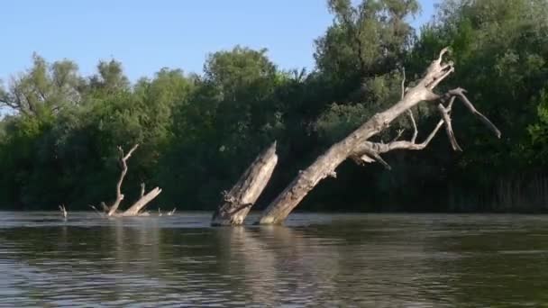 Dry tree in the river, time-lapse. — Stock Video