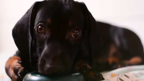 Köpek yavrusu dachshund oyuncakla oynamak — Stok video