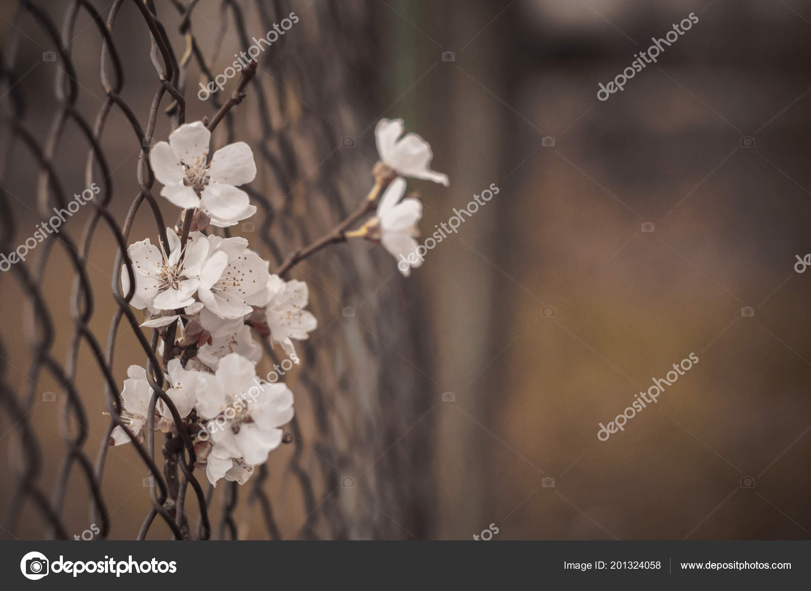 A sad picture of a flower in an iron fence.