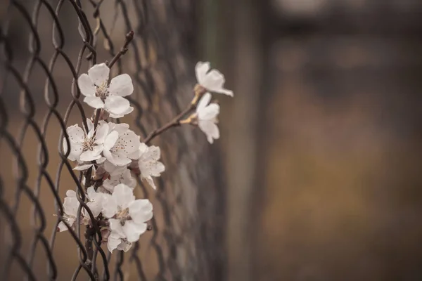 A sad picture of a flower in an iron fence. — Free Stock Photo