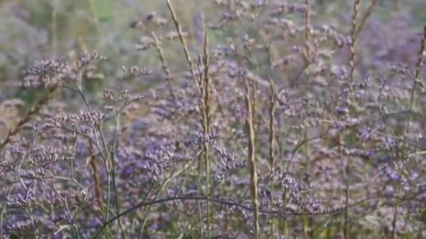 Las flores del prado oscilan del viento — Vídeos de Stock