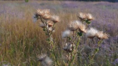 Vahşi çayır bitkileri gün batımında