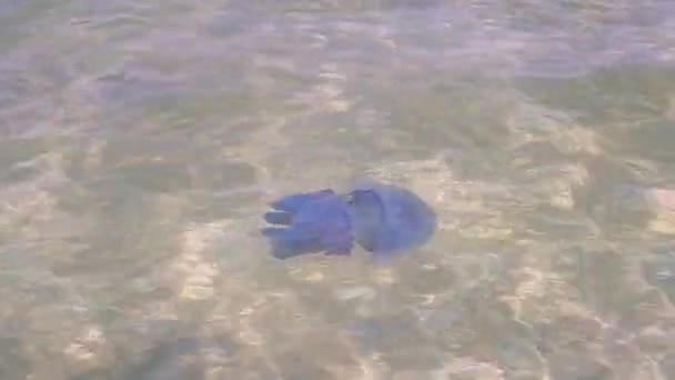 Deniz yüzeyinde denizanası — Stok video