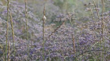 Rüzgar çayır çiçek salıncak