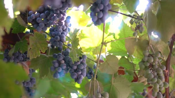Bando de uvas maduras contra o fundo do sol — Vídeo de Stock