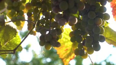 Güneşte olgunlaşmış üzümler.