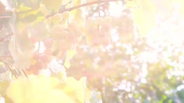 Güneşte olgunlaşmış üzümler