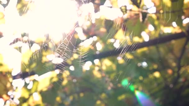 Spinnennetz, gewebt von einer Spinne im Wind — Stockvideo