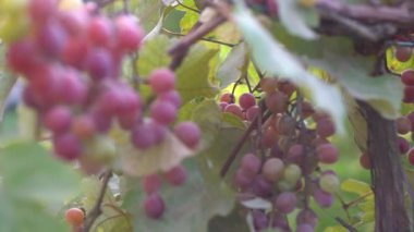 Bir çiftlikte Olgun üzüm demet