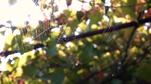 Паутина, сотканная пауком на ветру — стоковое видео