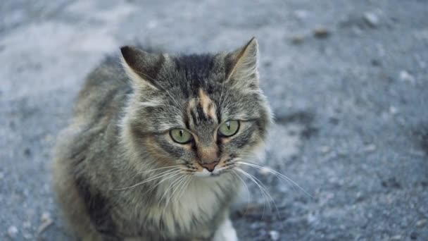 Kočka sedí na chodníku, sledování ptáků. — Stock video