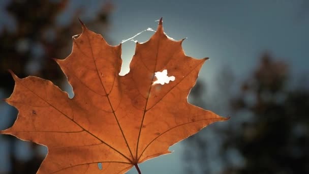 Herfst geel blad in de zon. — Stockvideo