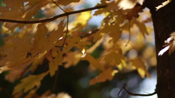 Follaje amarillo en el parque en los árboles . — Vídeos de Stock