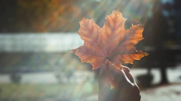 子供の手を保持する秋の葉. — ストック動画