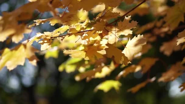 Gelbes Laub im Park an Bäumen. — Stockvideo