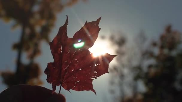 Childrens hand holds the autumn leaf. — Stock Video