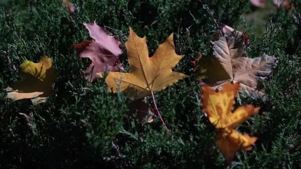 Période automnale de l'année dans la forêt — Video