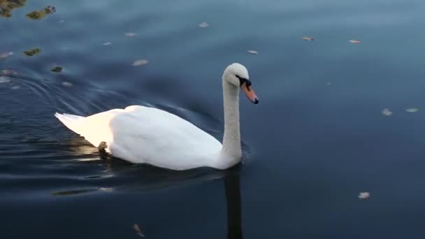 Bílá labuť plave v rybníku. — Stock video