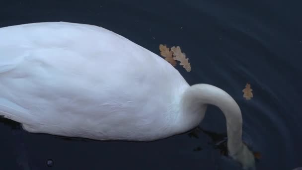 En vit svan simmar i en damm en stadspark. — Stockvideo