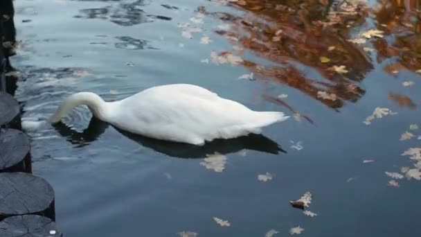 Um cisne branco nada em uma lagoa de um parque da cidade . — Vídeo de Stock