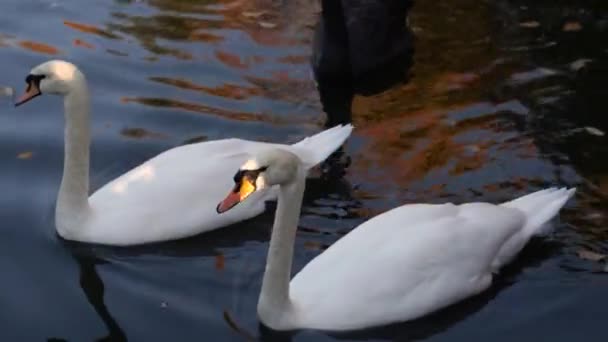 Une paire de cygnes blancs nageant dans un étang dans un parc municipal .