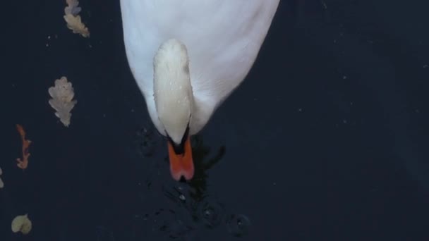 Vit svan närbild på en damm. — Stockvideo