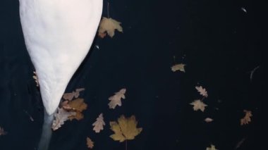 Beyaz Kuğu bir su birikintisi yakın çekim.