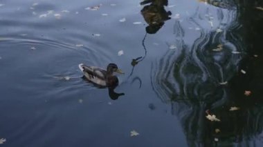 Bir ördek gölet üzerinde yüzüyor.