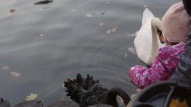 Kuğular gölet üzerinde bir çocuk yayınları.