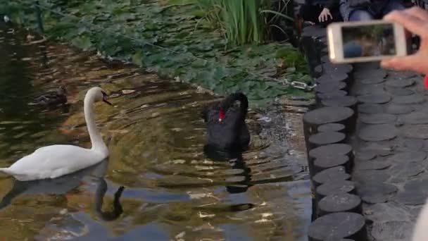 Vrouw schiet zwanen op de vijver op de telefoon. — Stockvideo