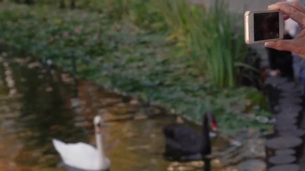 Woman shoots swans on the phone. — Stock Video