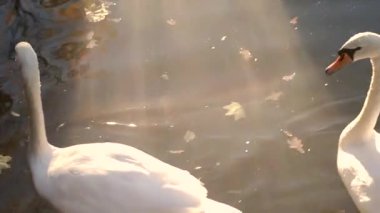 Üç kuğular gölde yüzmek.