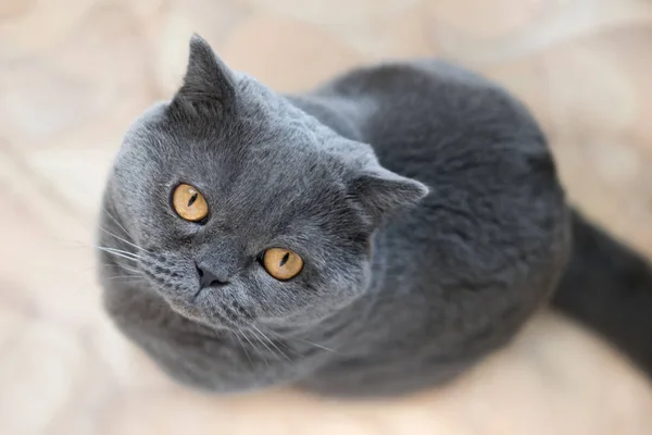 Porträt einer blauen britischen Katze mit großen Augen in Großaufnahme. Stockbild