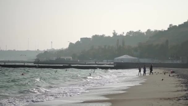 Mensen voeden de meeuwen op een verlaten strand. — Stockvideo