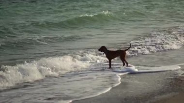 Macar köpek Vizsla deniz kenarı.